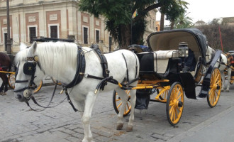 Se crean las Ordenanzas Reguladoras del servicio turístico de coches de caballos en Écija.