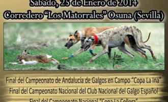 Final galguera del Club Nacional del Galgo Español en la Carretera Écija – Osuna.