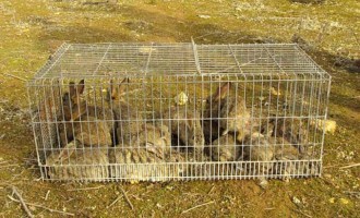 Dos vecinos de Écija detenidos por un delito contra la fauna silvesre