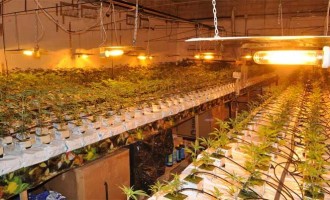 La Policía Nacional se incauta de casi dos mil plantas de marihuana y dos armas de fuego en una nave de Écija