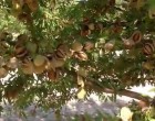 Aumenta considerablemente la producción de almendras en Écija