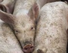 Mueren mas de 1.000 cerdos en un incendio de una granja de Écija