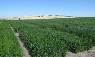 La empresa Agrovegetal, donde está inserta Coesagro de Écija, es reconocida con el sello Pime Innovadora